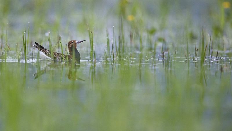 Ruff (<em>Philomachus pugnax</em>), swimming in flood plains of Eastern Europe. © S. Rösner